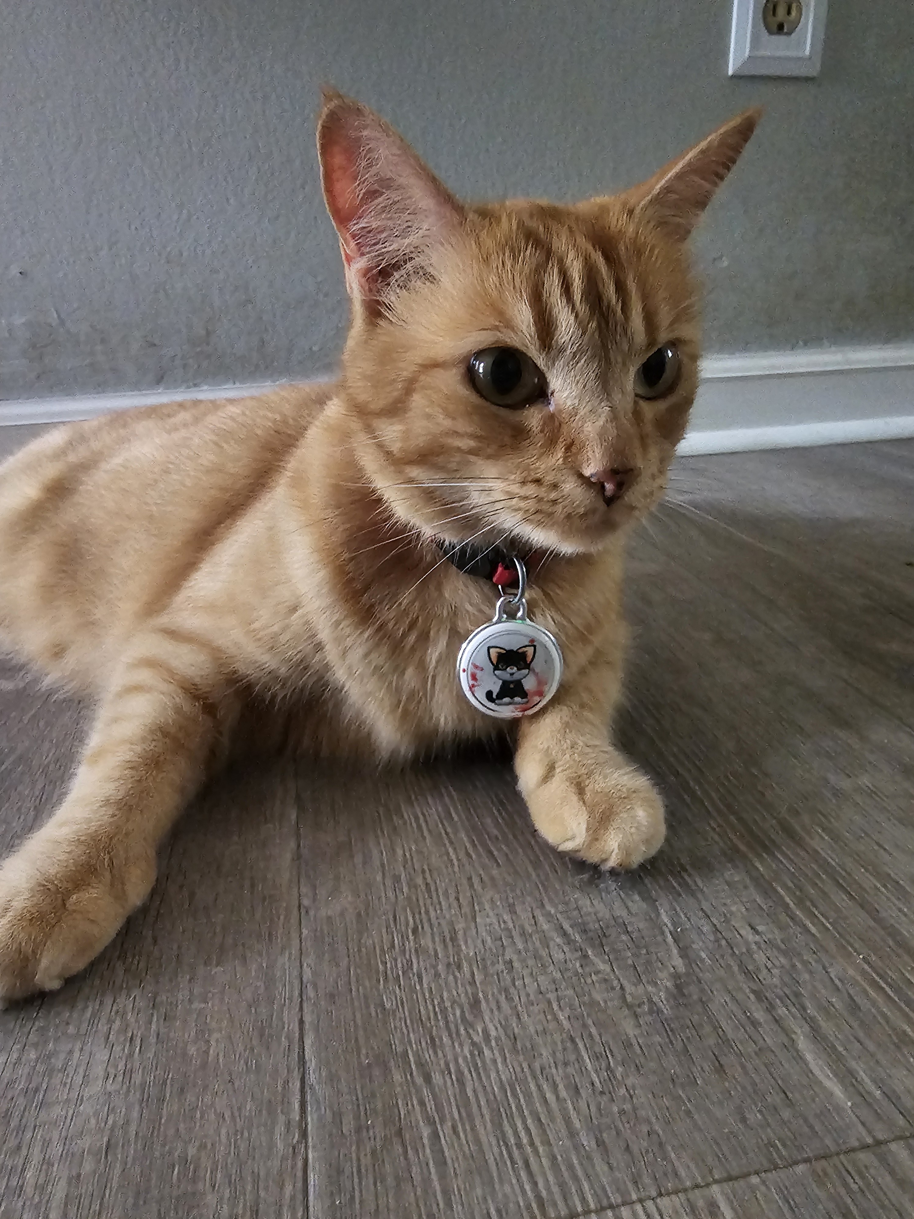 Cat Scratcher