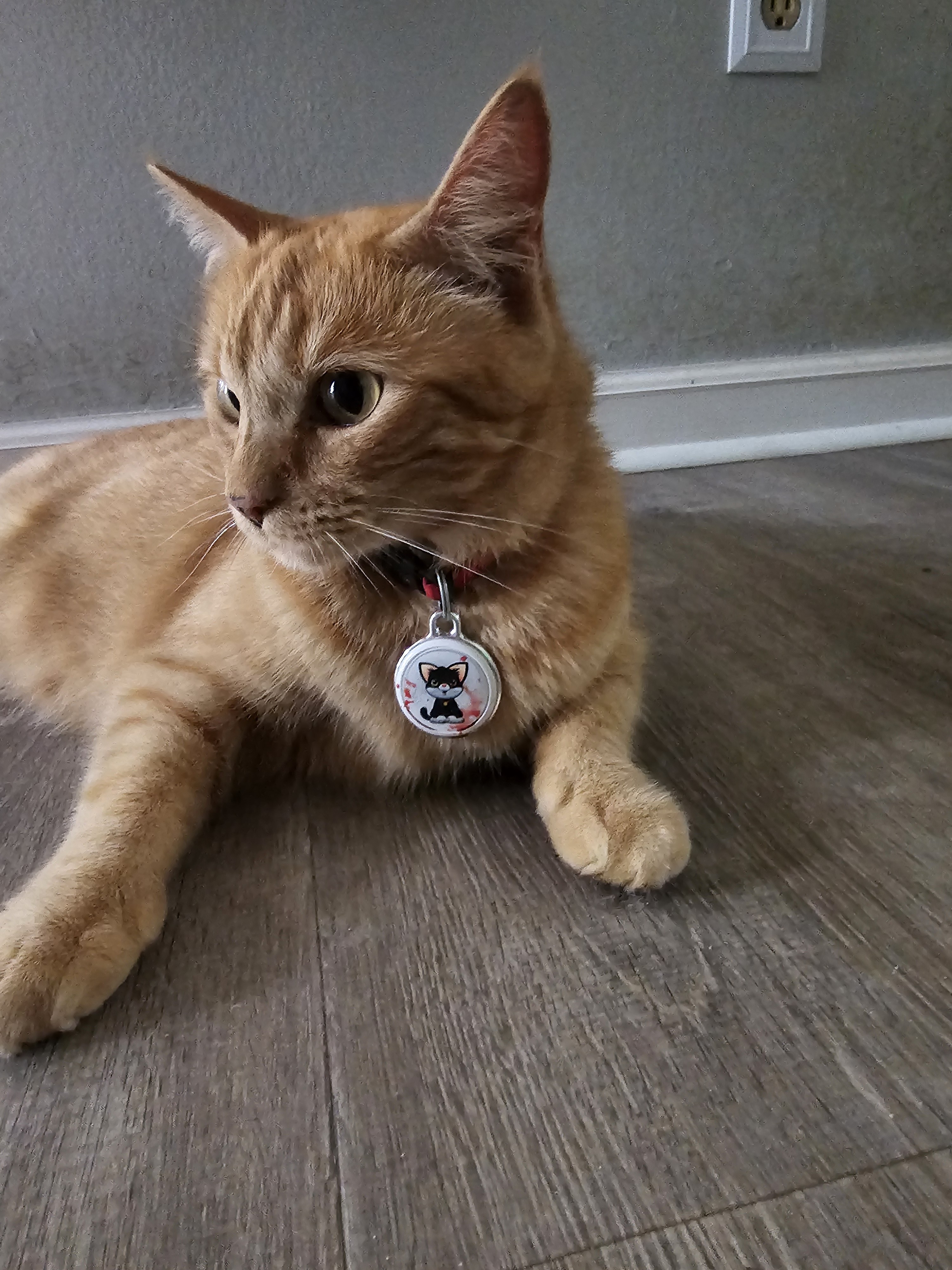 Cat Scratcher photo 2